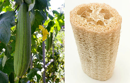 Heirloom Loofah